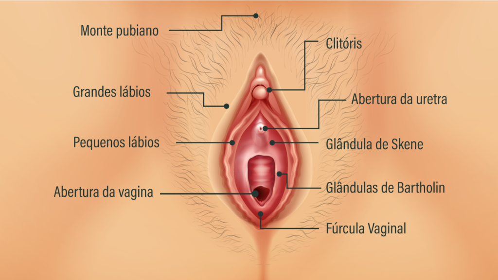 Genitália Feminina Externa