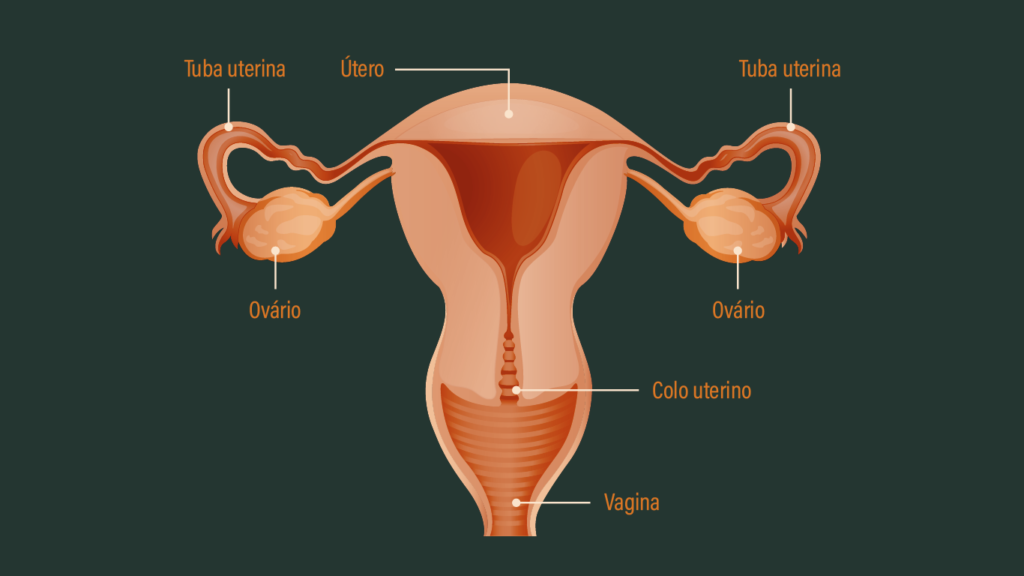 Genitália Feminina Interna